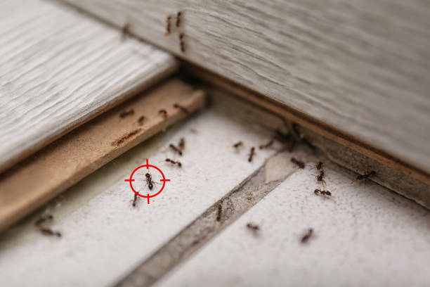 Best Local Pest Control Services  in Mountain Lake, MN